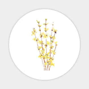 yellow forsythia watercolor Magnet